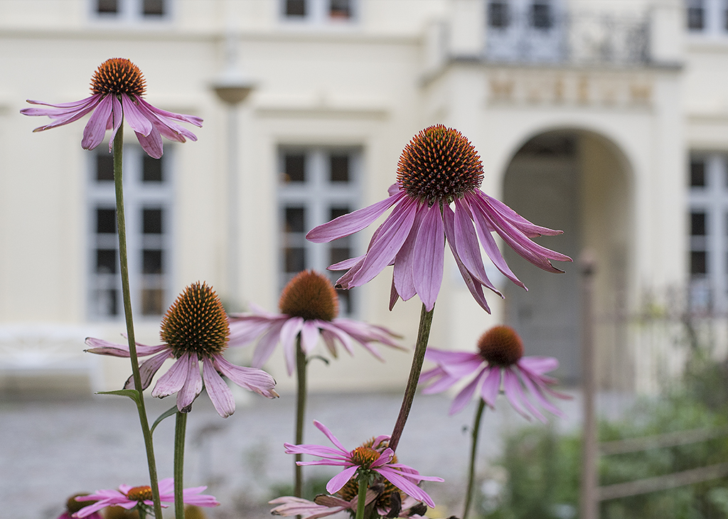 Schleswig Holstein Ostsee 09_2015 KA7_6560 als Smartobjekt-1 Kopie.jpg - Viele Blumen schmücken die Innenstadt
